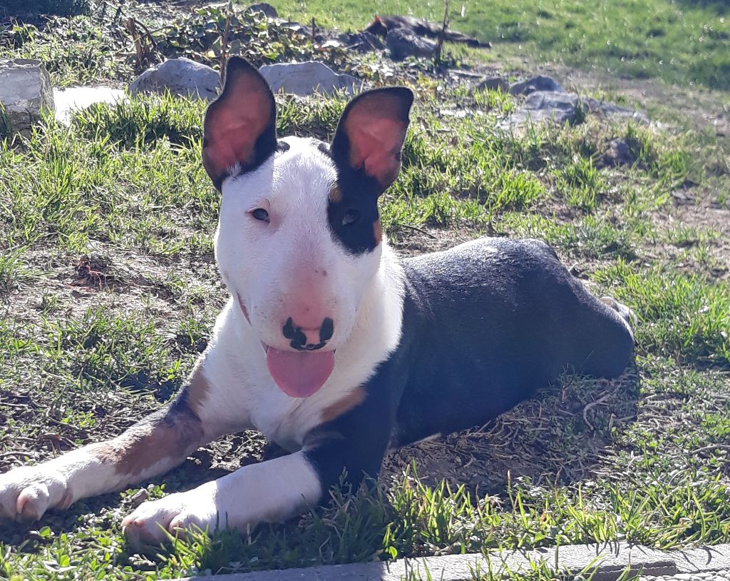 Ruby The Dream Of Sanbull